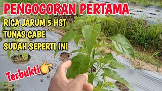 BUKTI NYATA 💯% Hasil Kocor Pertama Tunas Cabe Semakin Banyak Bermunculan