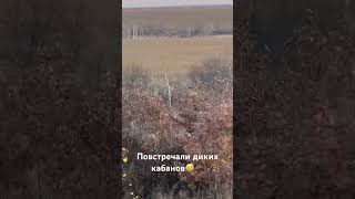 Что только не увидишь из кабины тепловоза🚂 Дикие кабаны🐗 2м62у