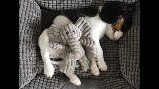 Puppy's Favorite Toy - Cavalier King Louie