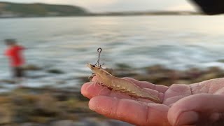 Esta es la mejor carnada para escollera ||pesca con camarón vivo||