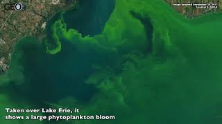 Satellite Image of a Phytoplankton bloom in Lake Erie