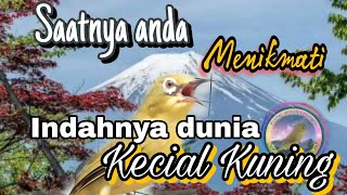 Kecial kuning pasti joss gacor dengan ini, buktikan!!