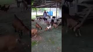 FEEDING GOAT | #KAMBING