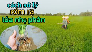 cách sử lý rơm rạ lúa nhẹ phân trong vụ hè thu #56 l Thanhdotv