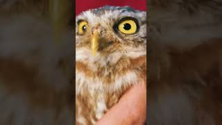 Giant Monster Magnet Meets Owl