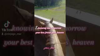 #horse