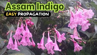 Strobilanthes Propagation (Assam Indigo)