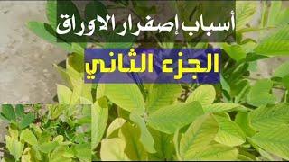 الحلقه الثانيه.أسباب إصفرار الاوراق