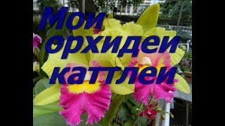 Орхидеи Каттлеи.Уход. Потери. Результат.