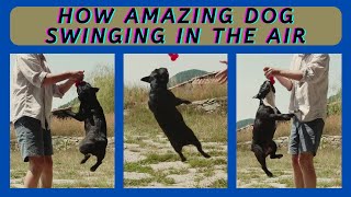 How Amazing Dog Swinging InThe Air #shorts #youtubeshorts #funnydoggydog #shortsvideo