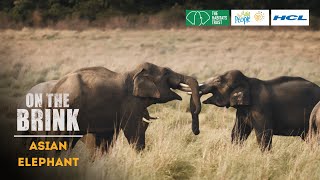 On the Brink S2: Asian Elephant | Trailer