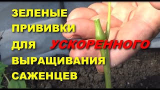 ПРИВИВКА ВИНОГРАДА ДЛЯ УСКОРЕННОГО ВЫРАЩИВАНИЯ САЖЕНЦЕВ