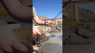 Beetle-eating Yellowfish  #fishing #flyfishing #catchandrelease #dryfly