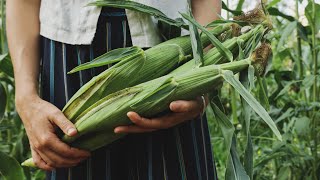 Primera GRAN COSECHA del huerto - Produciendo nuestra comida para TODO EL AÑO