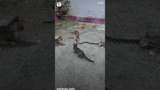 Cats messing around with a snake #Shorts