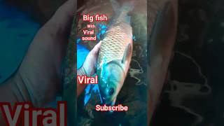 Big fish #shortsvideo #cr7 #fish #fishing #youtubeshorts #viral #animals #ytshorts