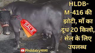 M-416 बूल की पहले ब्यांत की झोटी 15-16 लीटर दूध की उम्मीद II सुरेन्द्र - 9813979297