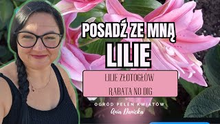 Posadź ze mną lilie do ogrodu. Lilie królewskie, lilie złotogłów. Rabata no dig.