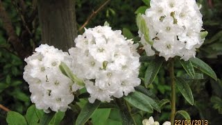 xLedodendron 'Artic Tern' / Porst x Rhododendron