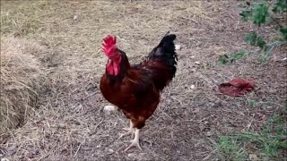 Prancer the Rooster on Death Row-Clemency or Not?