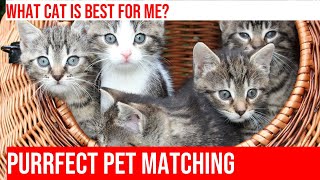 Choosing the Perfect Cat for Your Lifestyle