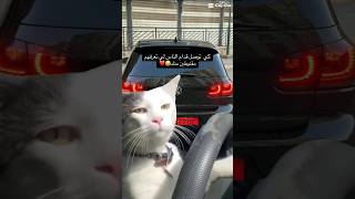 كاينة 😂 #edit #fypシ゚ #trending #viral #video #foryou #cars #دعم #explore #متابعه #capcut #shorts