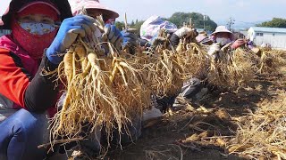 The Life Cycle of Ginseng | Modern Agriculture Planting and Harvesting Ginseng