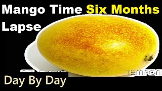 Mango Time Lapse Six Months Full Video Day By Day