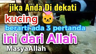 Jika anda Didekati kucing ,Ada 3 pertanda Dari Allah | MasyaAllah ..