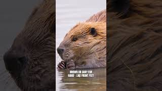 Beaver Cousin of Capybara | The Largest Rodent in North America #shorts #viral