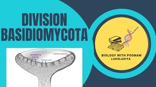 #Division basidiomycota#rust#smut#cuet2024 #cuetexam #cuetpg #shortvideo#bhu #amu#DU#Botany