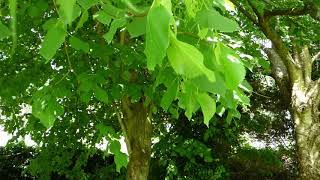 LEAF Tree Facts - Birch