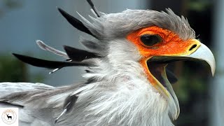 Secretary Bird - The Majestic Bird Of African Savannah