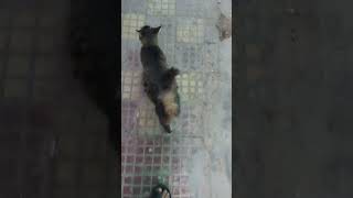 cat feeding short #shortvideo #cat #catlover #catfeed #straycats #youtube #cats #catvideos