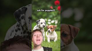 #subscribe #puppies #doglover #viralvideo #shorts #shortvideo