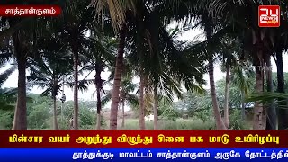 சாத்தான்குளம் அருகே மின்சார வயர் அறுந்து விழுந்து சினை பசு மாடு உயிரிழப்பு