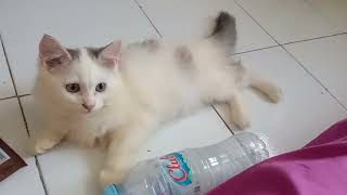 Moezza cat, kucing baik kucing nurut, #funnycats #cat #kucingkampung #kucinglucu #kucingoren