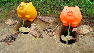 Creative Build Underground Quail Trap Using Pigs with Hole - How To Catching Quails