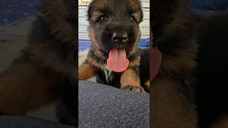 Watch as these adorable pups melt hearts. Perfect for a quick dose of happiness! #puppylove #gsdpup