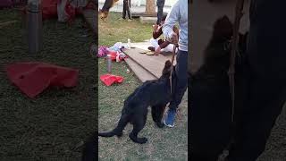 Most Aggressive Black German Shepherd🔥😱#gsd #aggressive #germanshepherd #dogfight #trending #reels