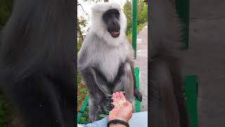 Langur monkey eat bread from my hand, langur monkey short video  #funnymammals #monkeymammals