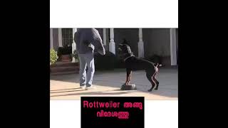 Forign Rottweiler vs Indian Rottweiler