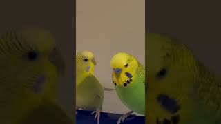 Sam and Bob want to watch TV :) #budgie #parrot #pets #parrotvideo #watchtv