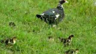 Muscovy Ducklings