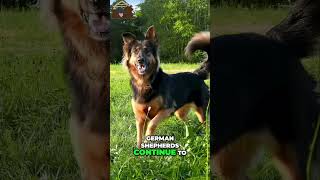 🤩 German Shepherds - The Legends of Cinema and Television