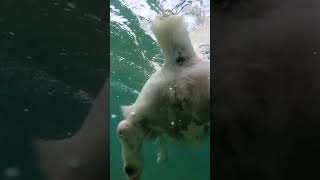 dog swimming