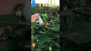 Red Spider Control for Rose Flower 🌹