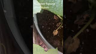 Summer Squash Fruiting 🌿 late July #garden