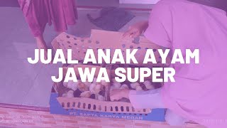 Jual Anak Ayam Jawa Super