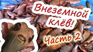 КРУПНЫЕ СОРОГИ НЕ ДАЮТ ОТДОХНУТЬ! ЧАСТЬ 2.